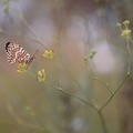 Glanville Fritillary (Melitaea cinxia) Leela Channer